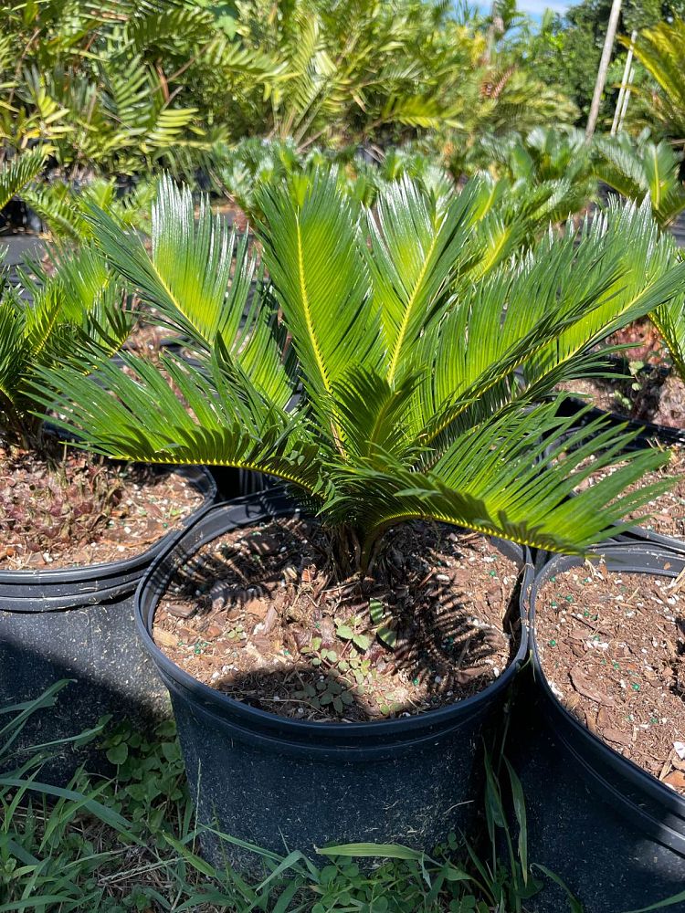 cycas-revoluta-king-sago-palm-cycad