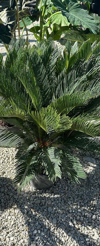 cycas-revoluta-king-sago-palm-cycad