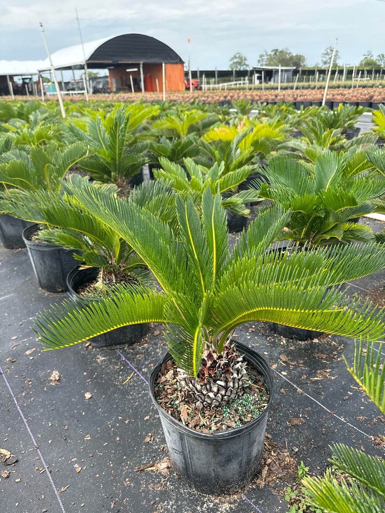 cycas-revoluta-king-sago-palm-cycad