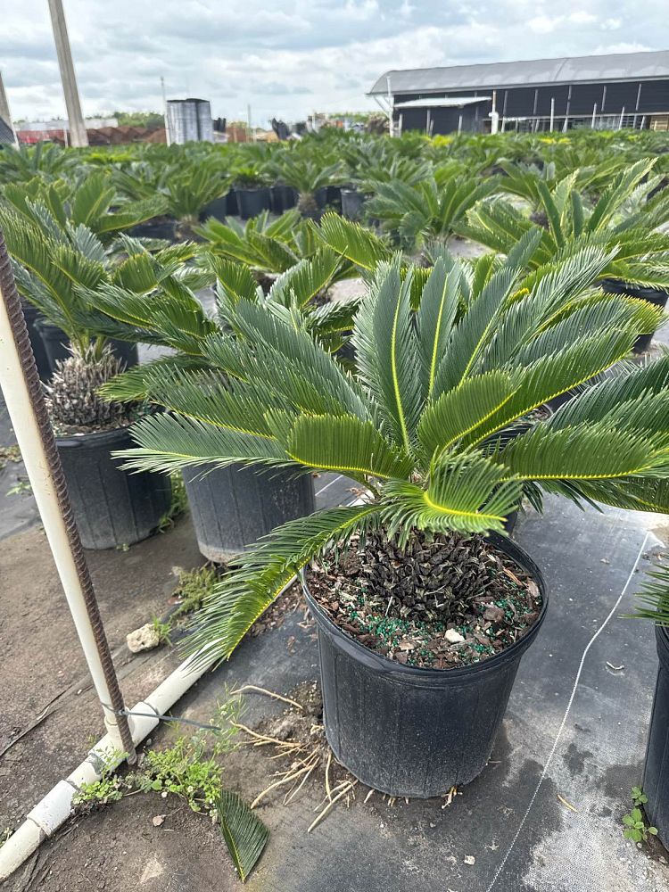 cycas-revoluta-king-sago-palm-cycad