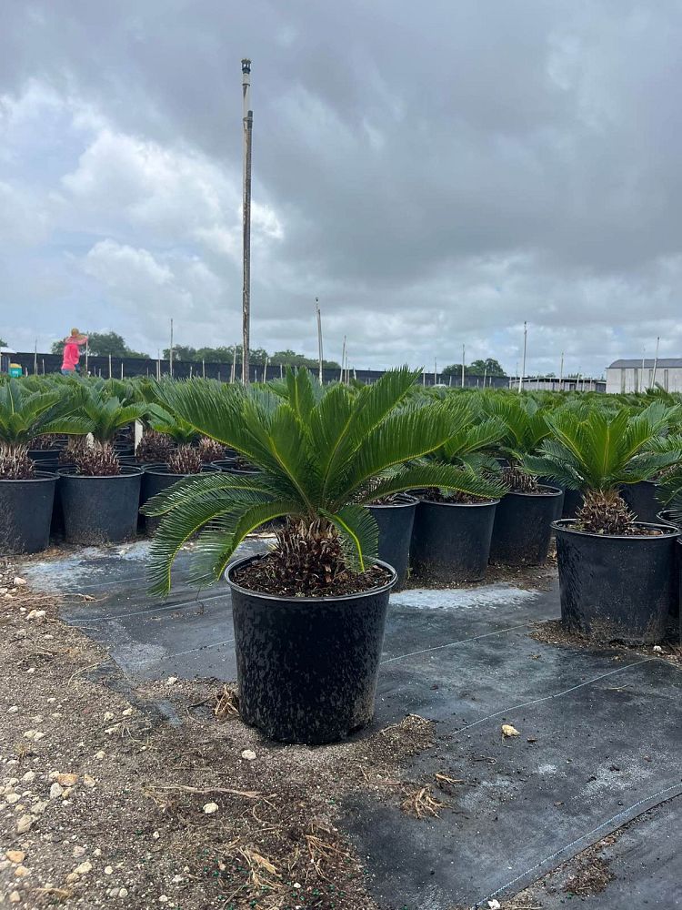 cycas-revoluta-king-sago-palm-cycad