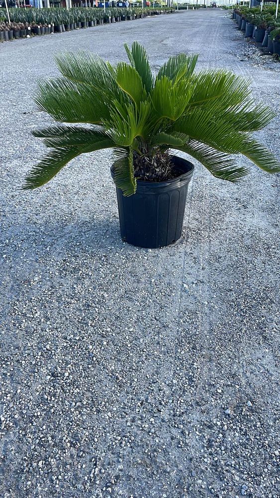 cycas-revoluta-king-sago-palm-cycad