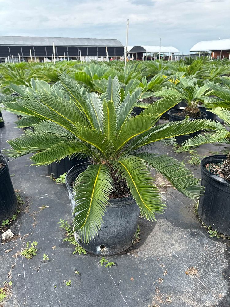 cycas-revoluta-king-sago-palm-cycad
