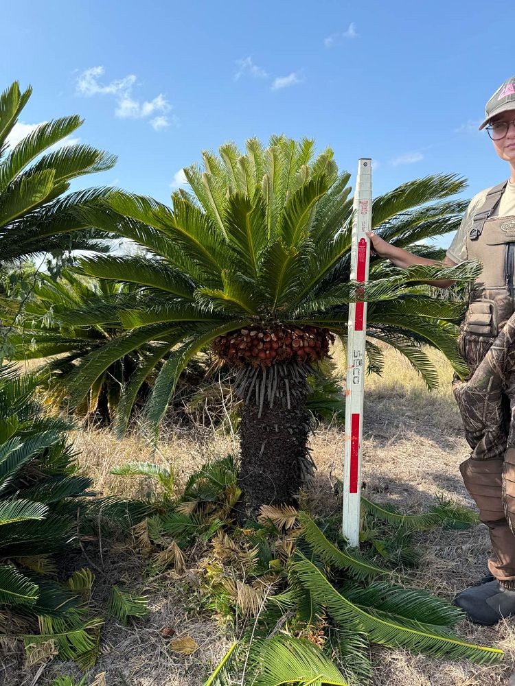 cycas-revoluta-king-sago-palm-cycad