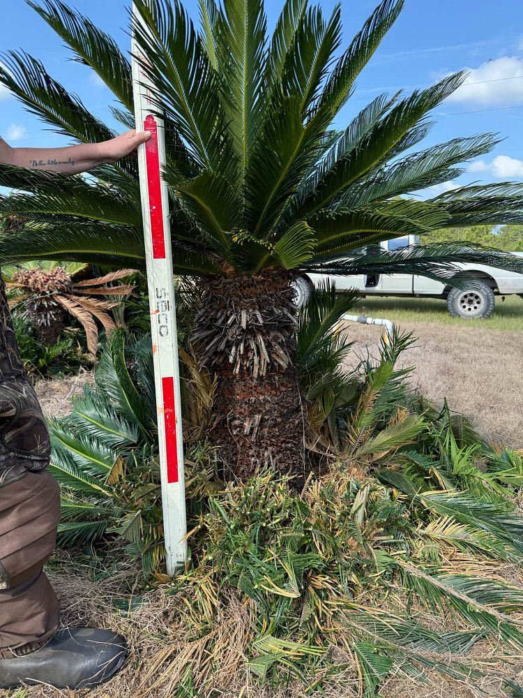 cycas-revoluta-king-sago-palm-cycad