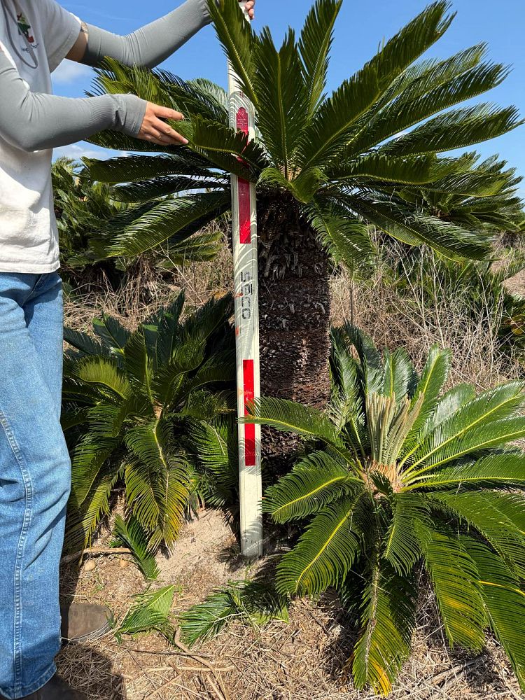 cycas-revoluta-king-sago-palm-cycad