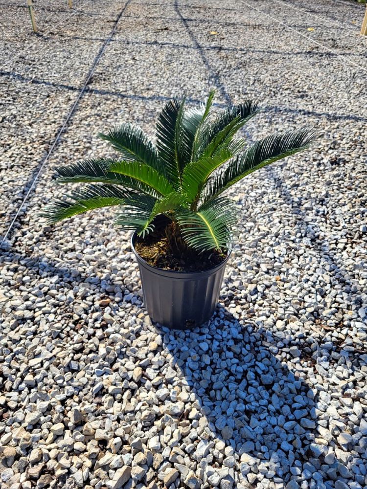 cycas-revoluta-king-sago-palm-cycad