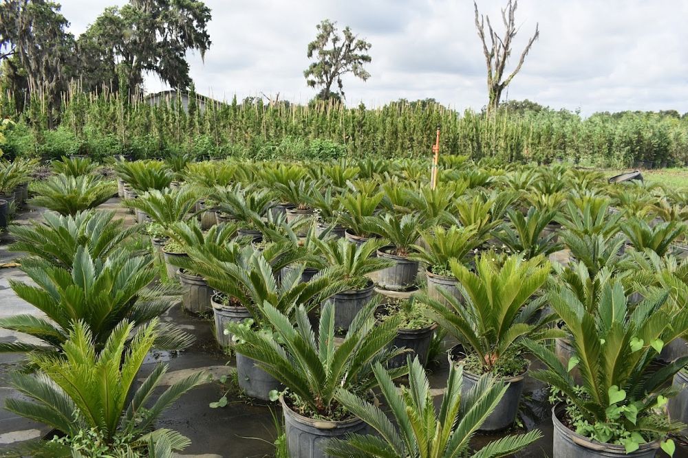 cycas-revoluta-king-sago-palm-cycad