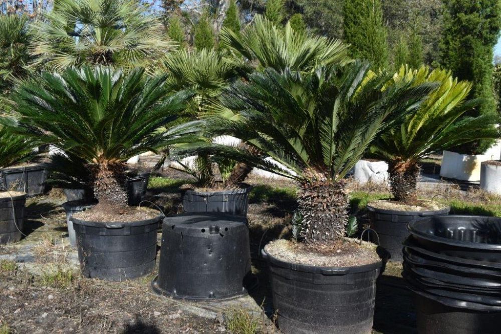 cycas-revoluta-king-sago-palm-cycad