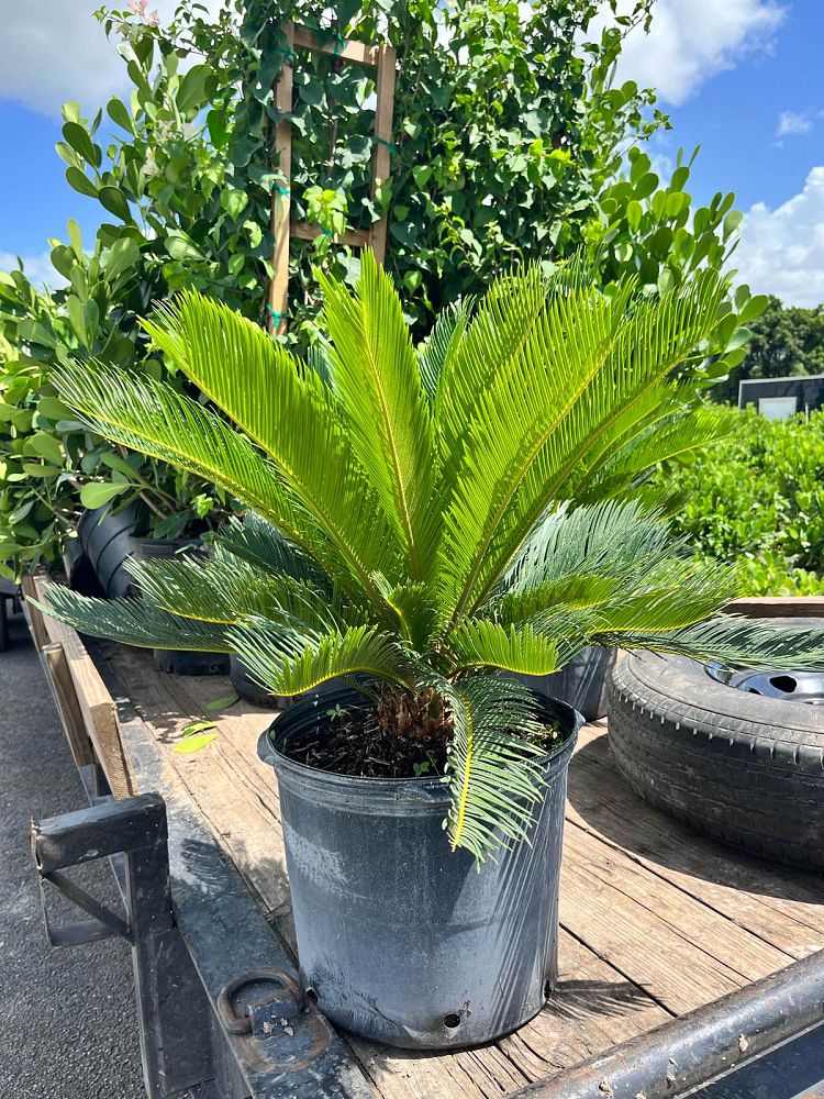 cycas-revoluta-king-sago-palm-cycad
