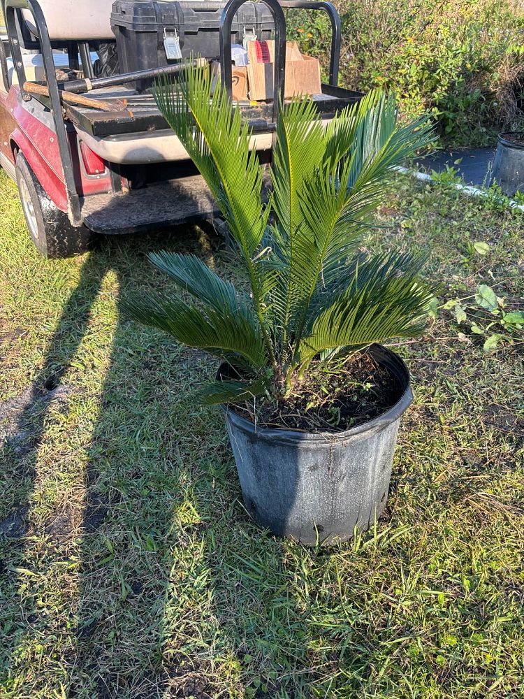cycas-revoluta-king-sago-palm-cycad