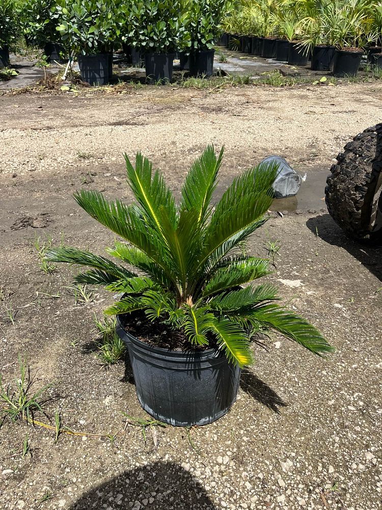 cycas-revoluta-king-sago-palm-cycad
