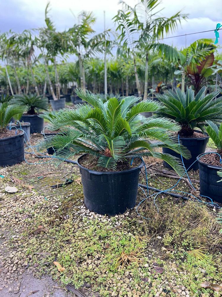 cycas-revoluta-king-sago-palm-cycad