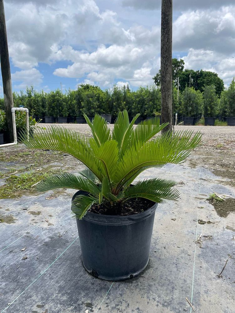 cycas-revoluta-king-sago-palm-cycad