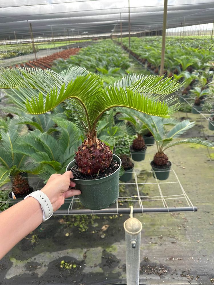 cycas-revoluta-king-sago-palm-cycad