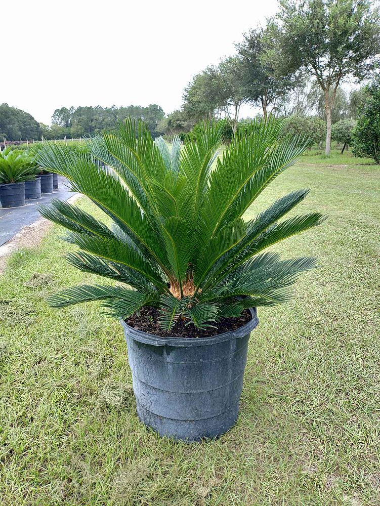cycas-revoluta-king-sago-palm-cycad