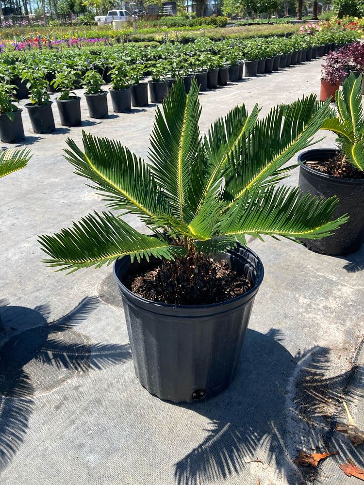 cycas-revoluta-king-sago-palm-cycad