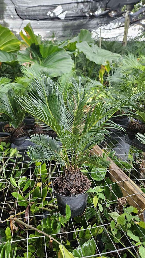 cycas-revoluta-king-sago-palm-cycad