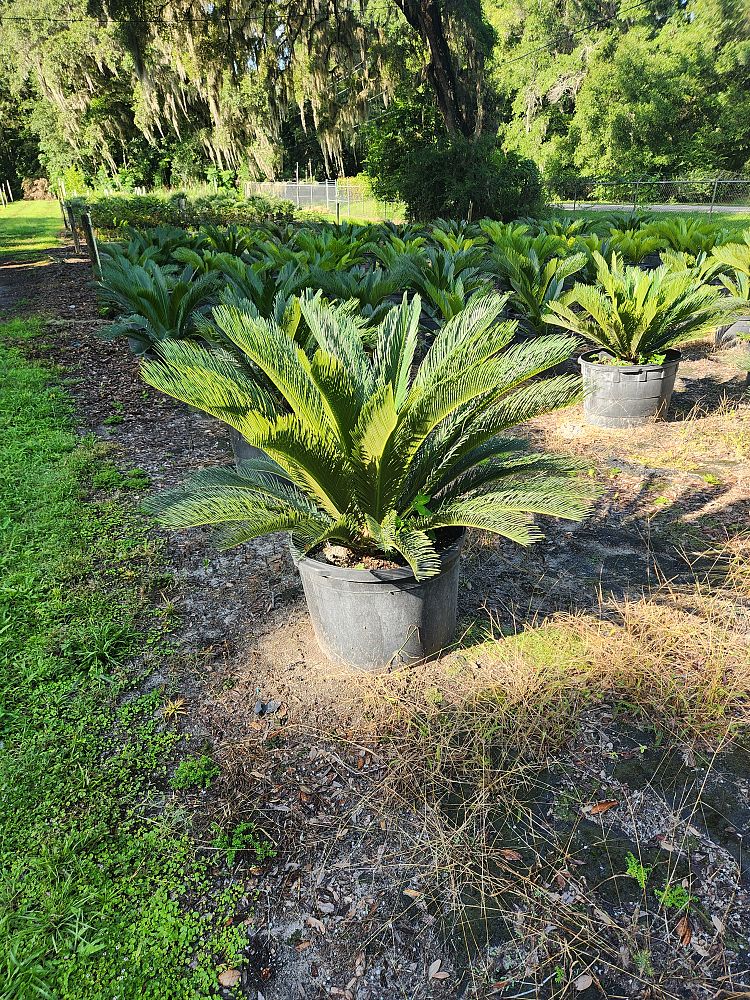cycas-revoluta-king-sago-palm-cycad