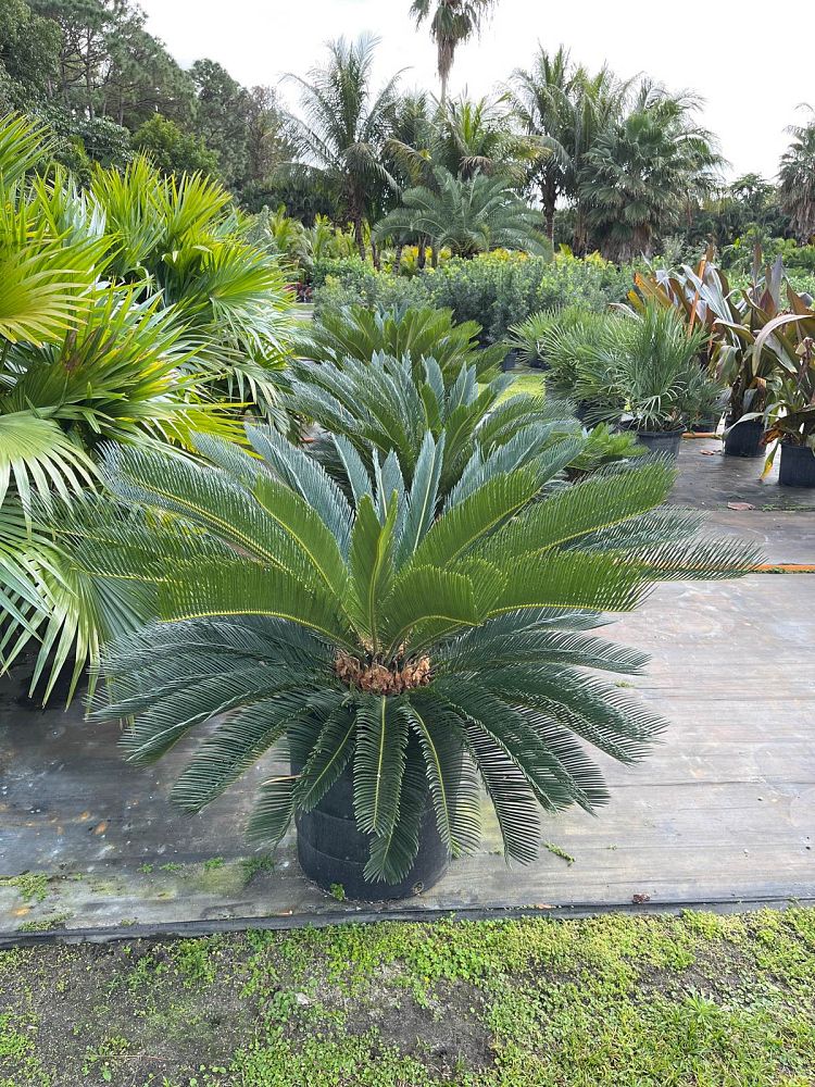 cycas-revoluta-king-sago-palm-cycad