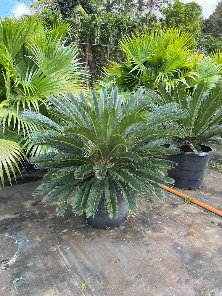 cycas-revoluta-king-sago-palm-cycad