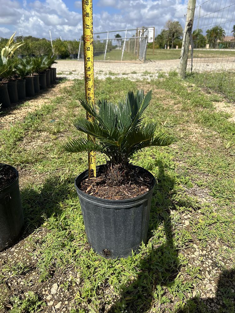cycas-revoluta-king-sago-palm-cycad