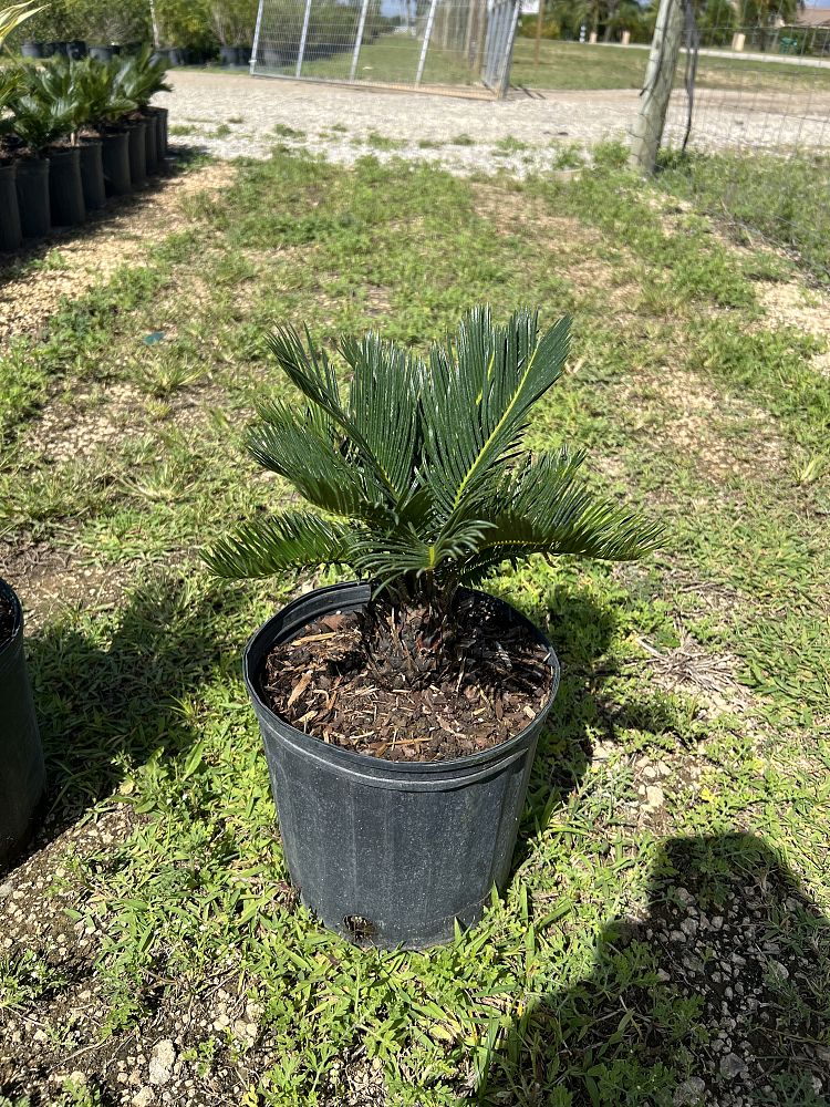 cycas-revoluta-king-sago-palm-cycad