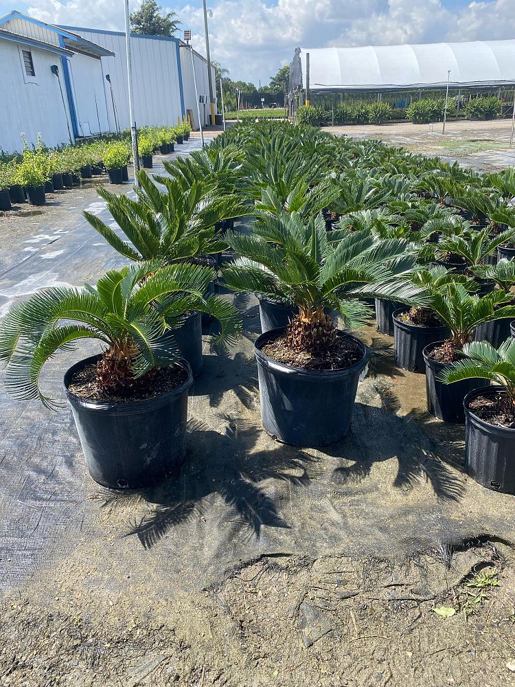 cycas-revoluta-king-sago-palm-cycad
