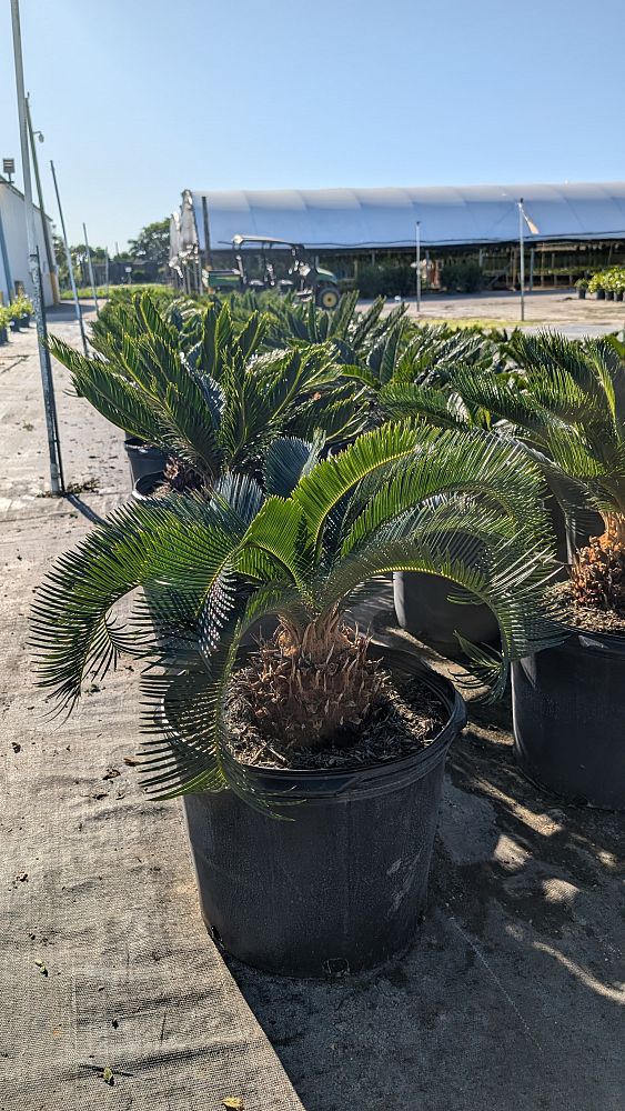 cycas-revoluta-king-sago-palm-cycad