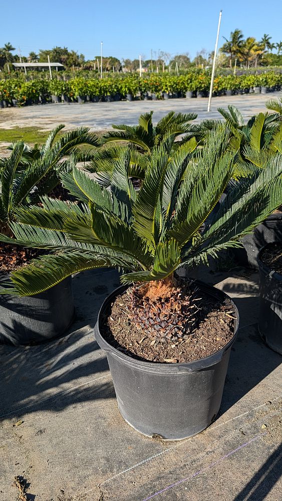 cycas-revoluta-king-sago-palm-cycad