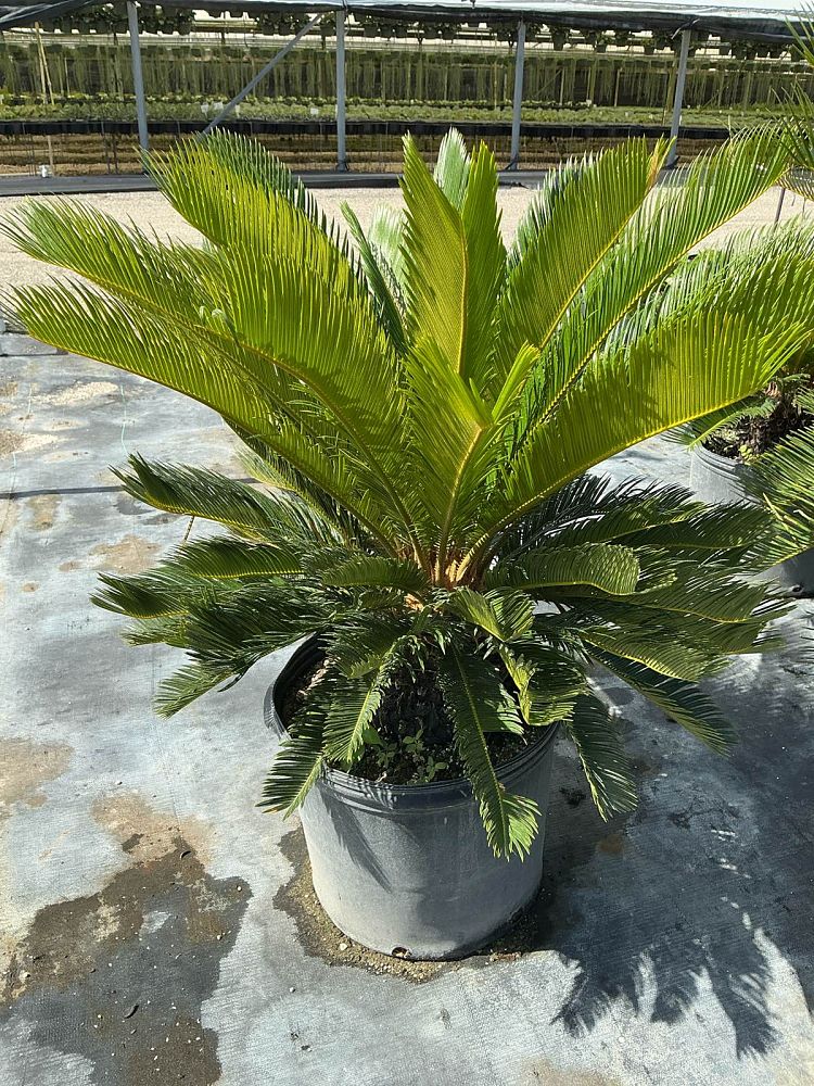 cycas-revoluta-king-sago-palm-cycad