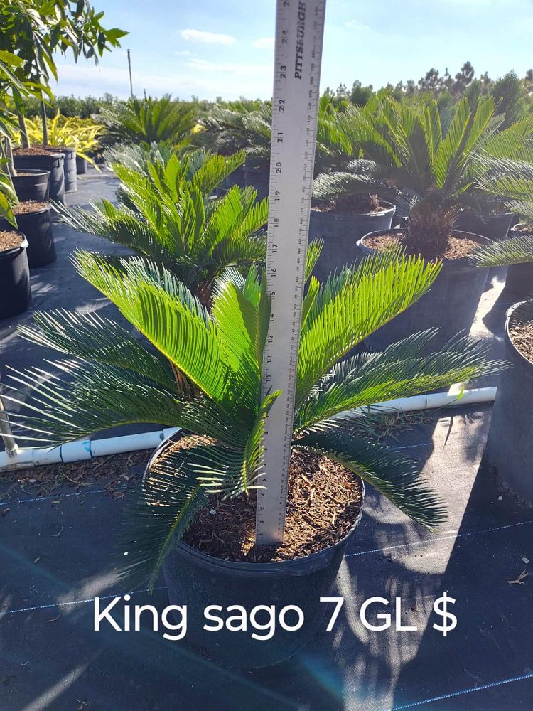 cycas-revoluta-king-sago-palm-cycad