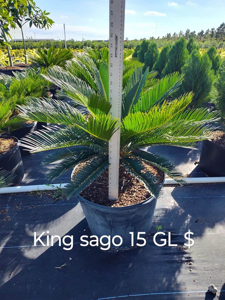cycas-revoluta-king-sago-palm-cycad