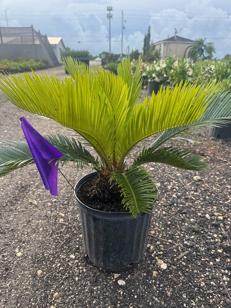 cycas-revoluta-king-sago-palm-cycad