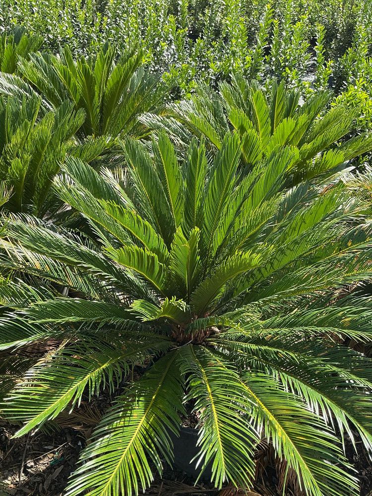 cycas-revoluta-king-sago-palm-cycad