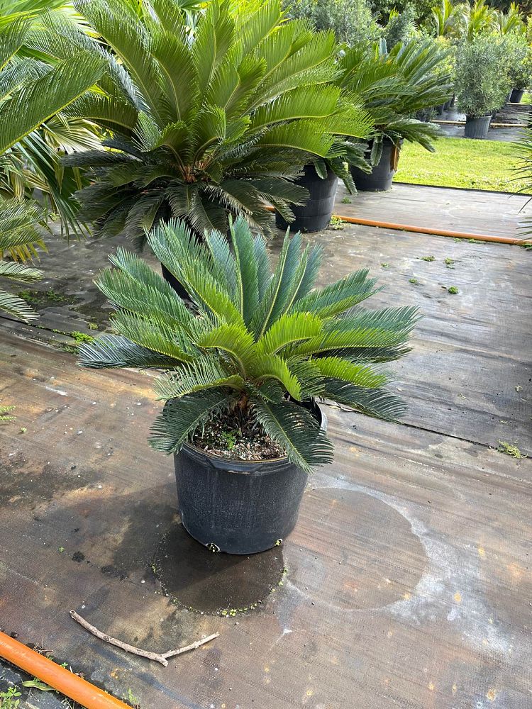 cycas-revoluta-king-sago-palm-cycad