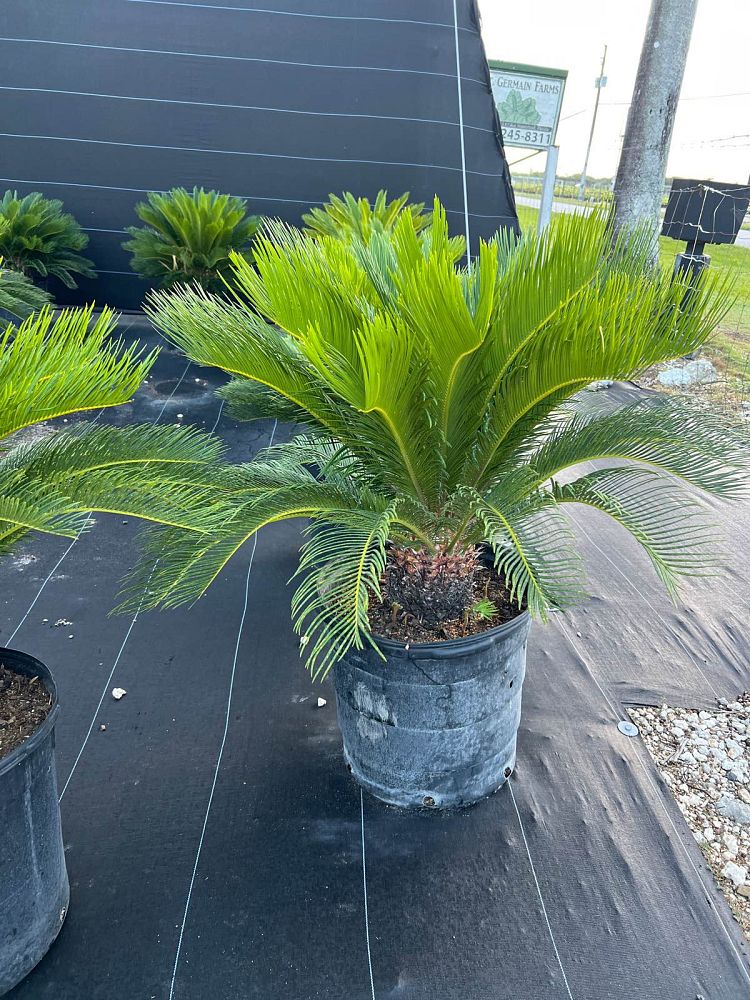 cycas-revoluta-king-sago-palm-cycad