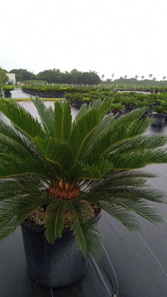 cycas-revoluta-king-sago-palm-cycad