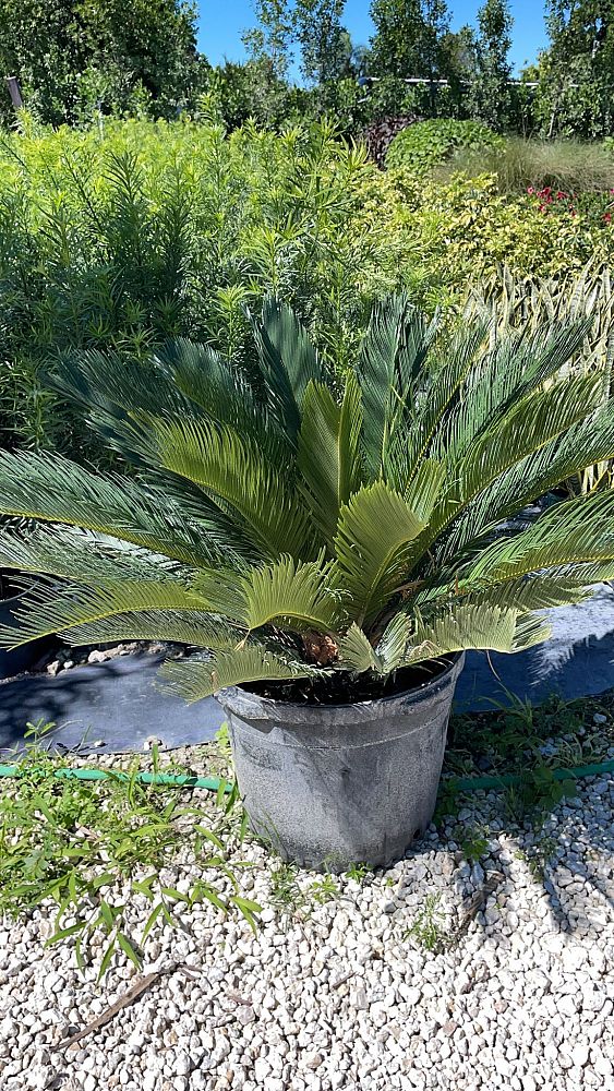 cycas-revoluta-king-sago-palm-cycad