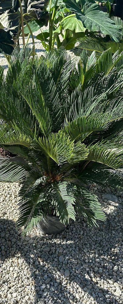 cycas-revoluta-king-sago-palm-cycad