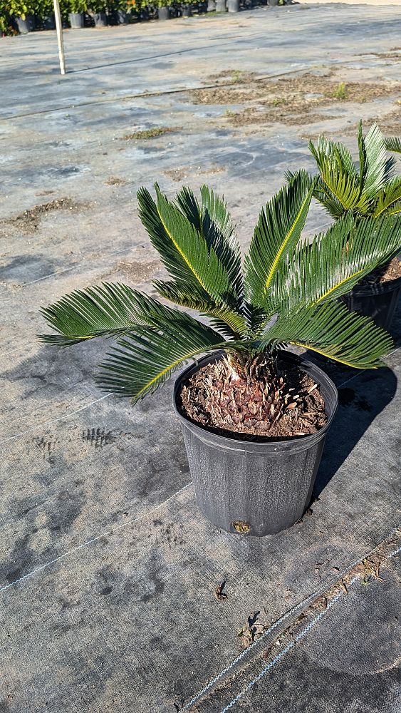 cycas-revoluta-king-sago-palm-cycad