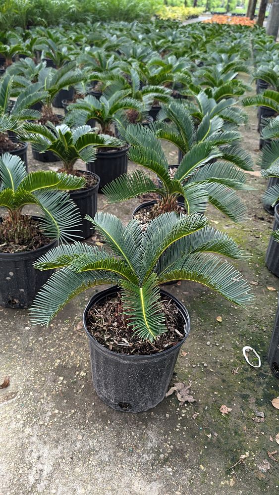 cycas-revoluta-king-sago-palm-cycad