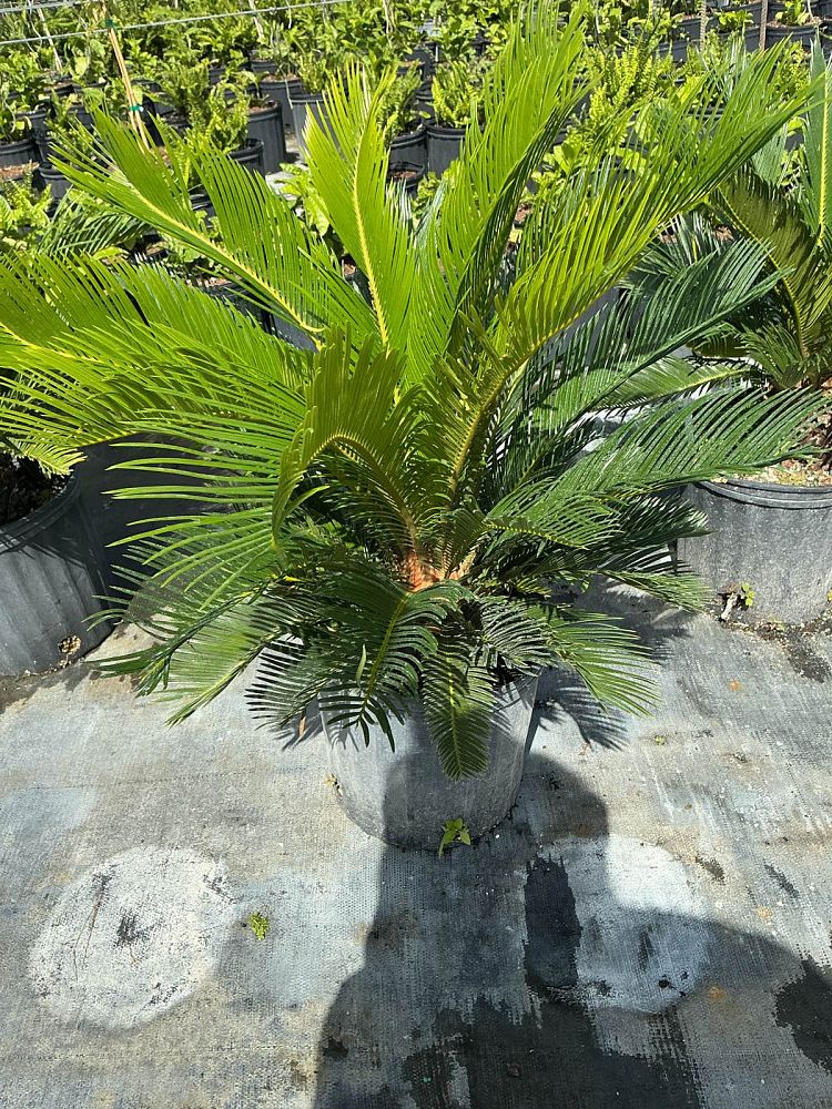 cycas-revoluta-king-sago-palm-cycad
