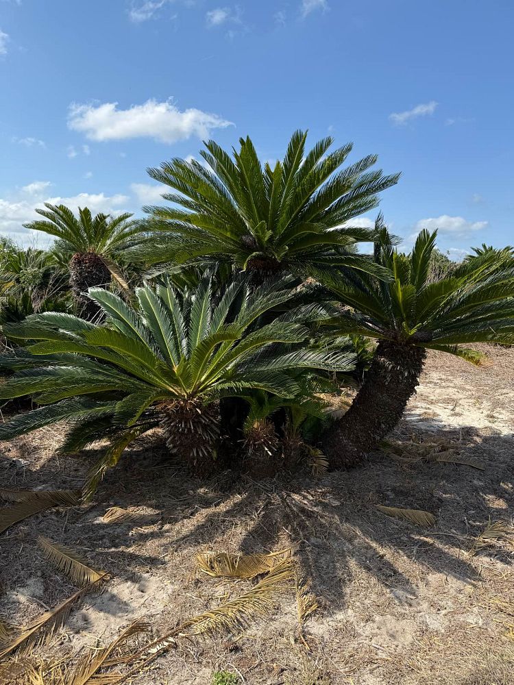 cycas-revoluta-king-sago-palm-cycad
