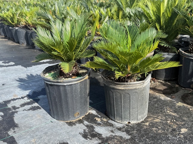 cycas-revoluta-king-sago-palm-cycad