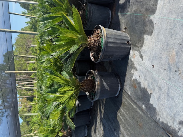 cycas-revoluta-king-sago-palm-cycad
