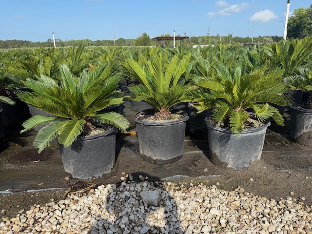 cycas-revoluta-king-sago-palm-cycad