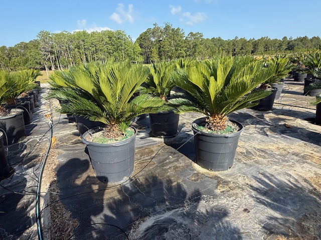 cycas-revoluta-king-sago-palm-cycad