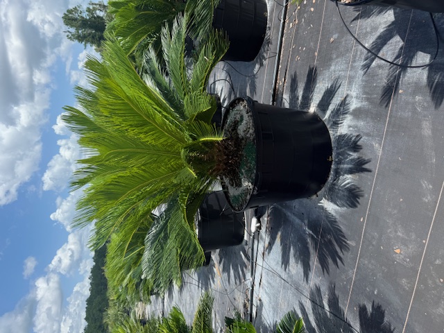 cycas-revoluta-king-sago-palm-cycad