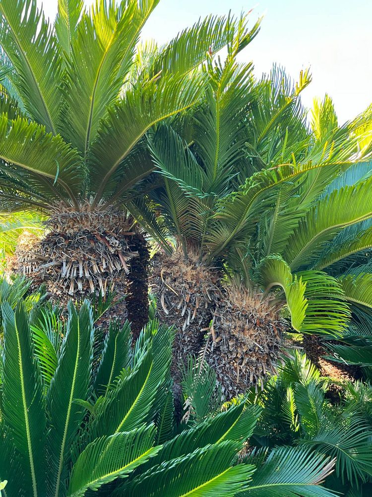 cycas-revoluta-king-sago-palm-cycad